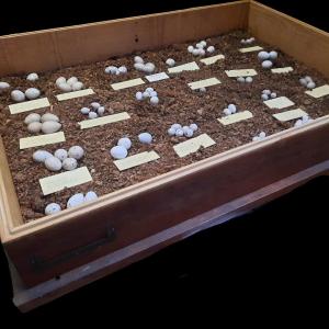 Old Museum Display Cases Of Bird Egg Collections