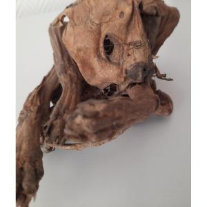 19th Century Mummified Cat