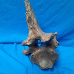 Mammoth Vertebra Mammuthus Primigenius, North Sea, Pleistocene 