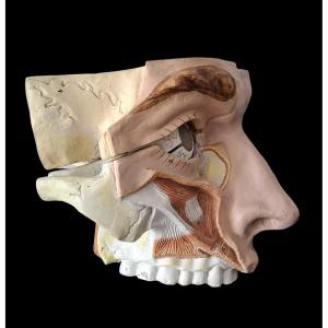 Anatomie d'antan  Didactique à l'Oeil...