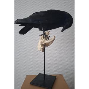 la fable inexplorée du corbeau et son crâne de  blaireau