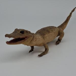 un bébé crocodile échappé du museum