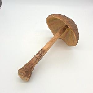 Large Educational Mushroom Made Of Latex.
