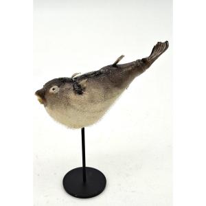 carinotetraodon travancoricus ou joli petit poisson