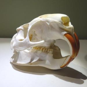 crane de castor ... Ostéologie