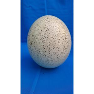 œuf autruche non évidé , fossilisé