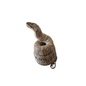 Quelques centimètres de couleuvre.