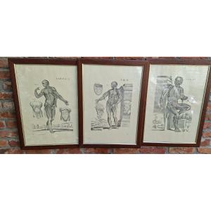 Three Tabulae Anatomicae Engravings From 1552