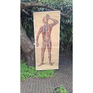 ANATOMIE : AFFICHE ANCIENNE SYSTEME NERVEUX ECORCHE