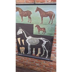 Educational Panel On A Black Background: The Horse....