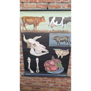 panneau scolaire tout sur la vache