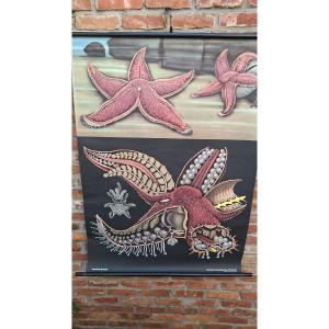 dernière affiche du quadrille : l'étoile de mer