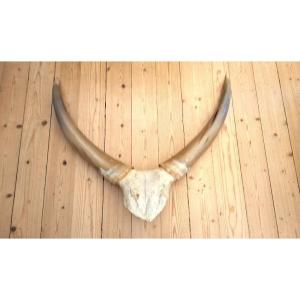 cornes de big horn