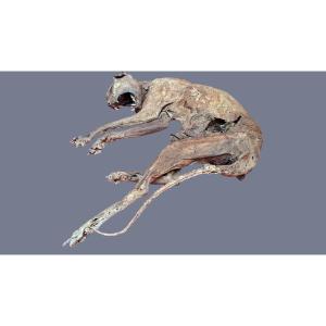 Mummy Of An Evil Cat