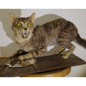 Chat  Chasseur Sachant Chasser... Taxidermie Ancienne