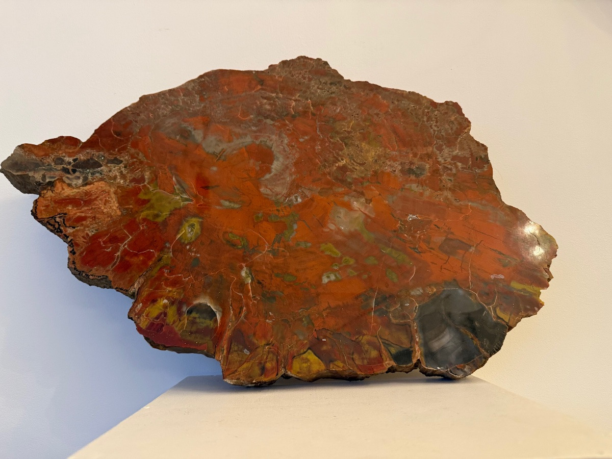 Fossilized Wood, Petrified Wood.-photo-2