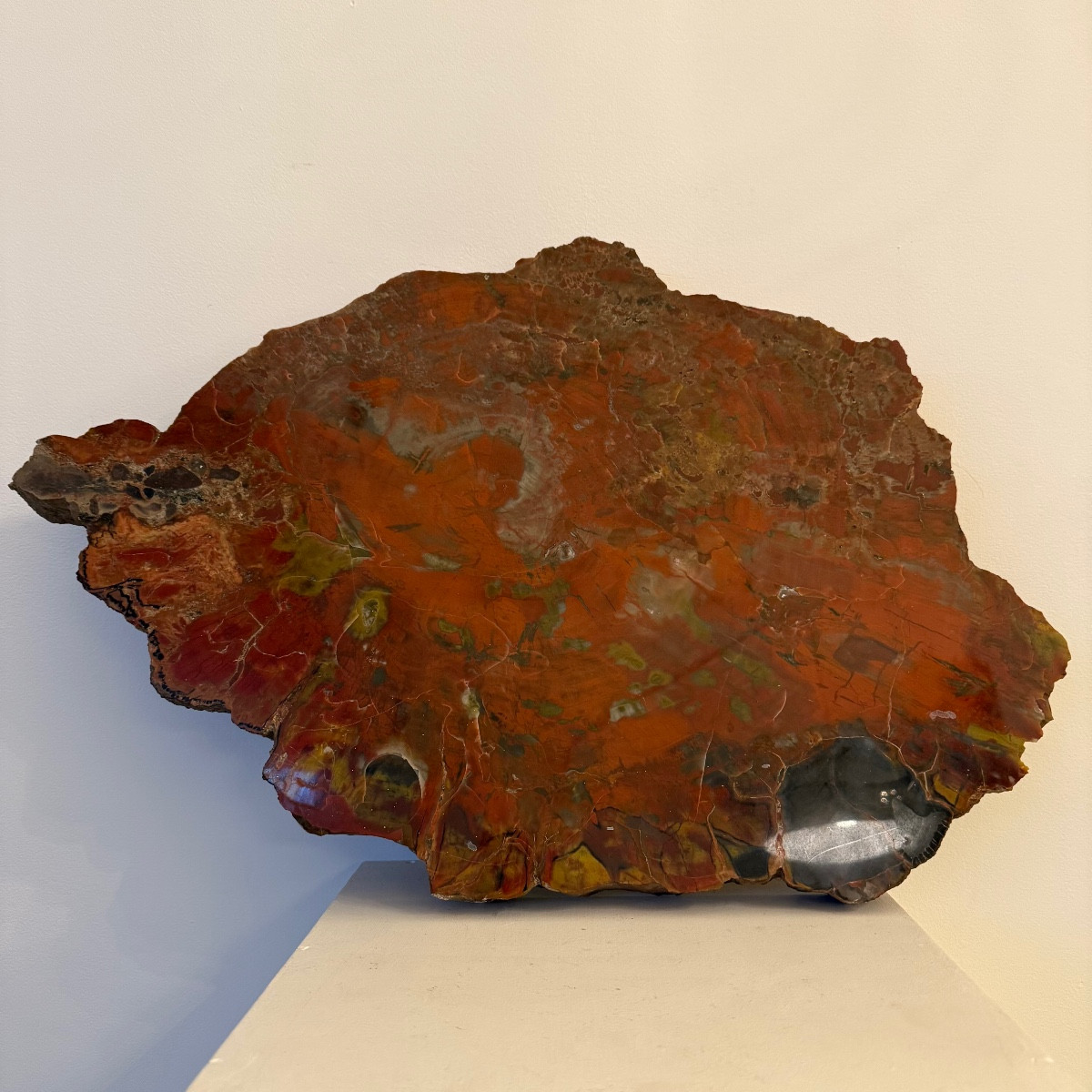 Fossilized Wood, Petrified Wood.