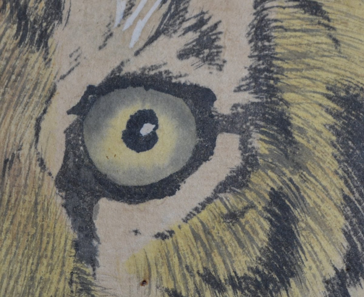 Tiger Head. Ink And Pigments On Paper. Meiji Period. Signature And Stamp. -photo-5