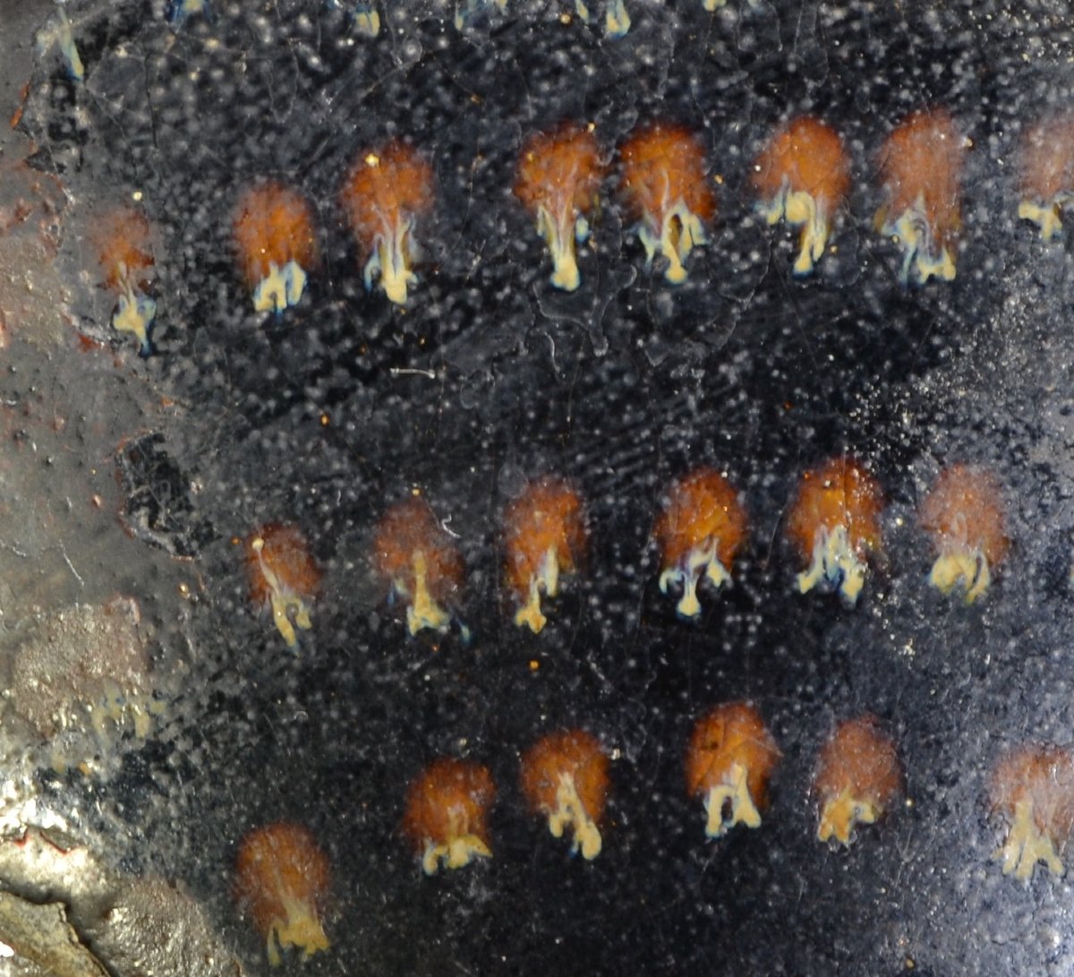 Bol à thé en grés glaçure au plomb. Chine Dynastie Tang 8° siècle.-photo-5