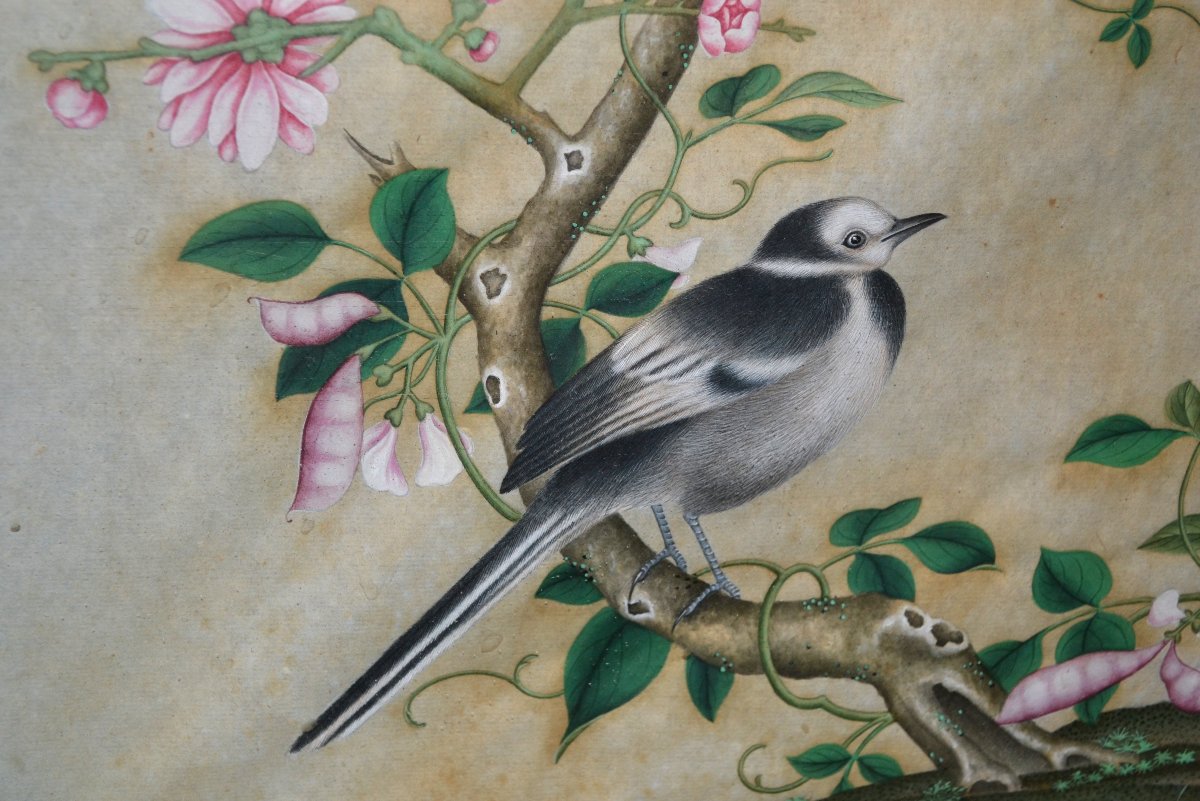 Aquarelle Chinoise représentant des oiseaux, insectes et plantes. Dynastie Qing. 18-19°siècle. -photo-3