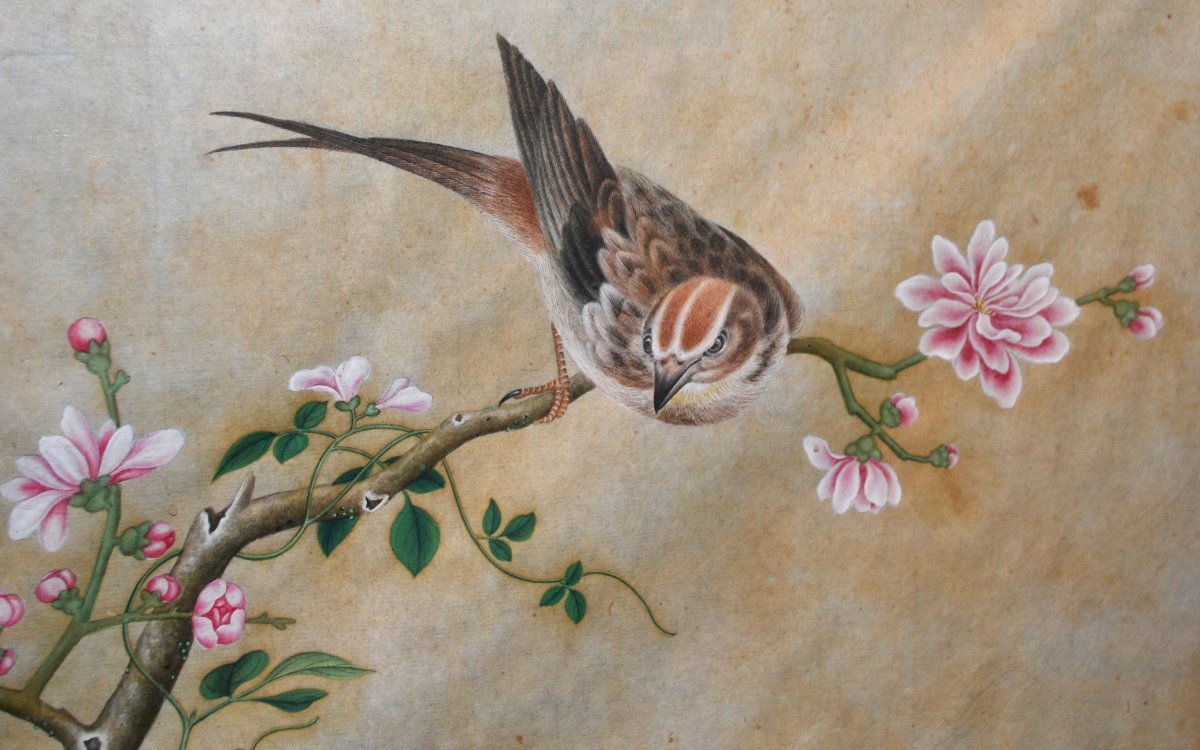 Aquarelle Chinoise représentant des oiseaux, insectes et plantes. Dynastie Qing. 18-19°siècle. -photo-4