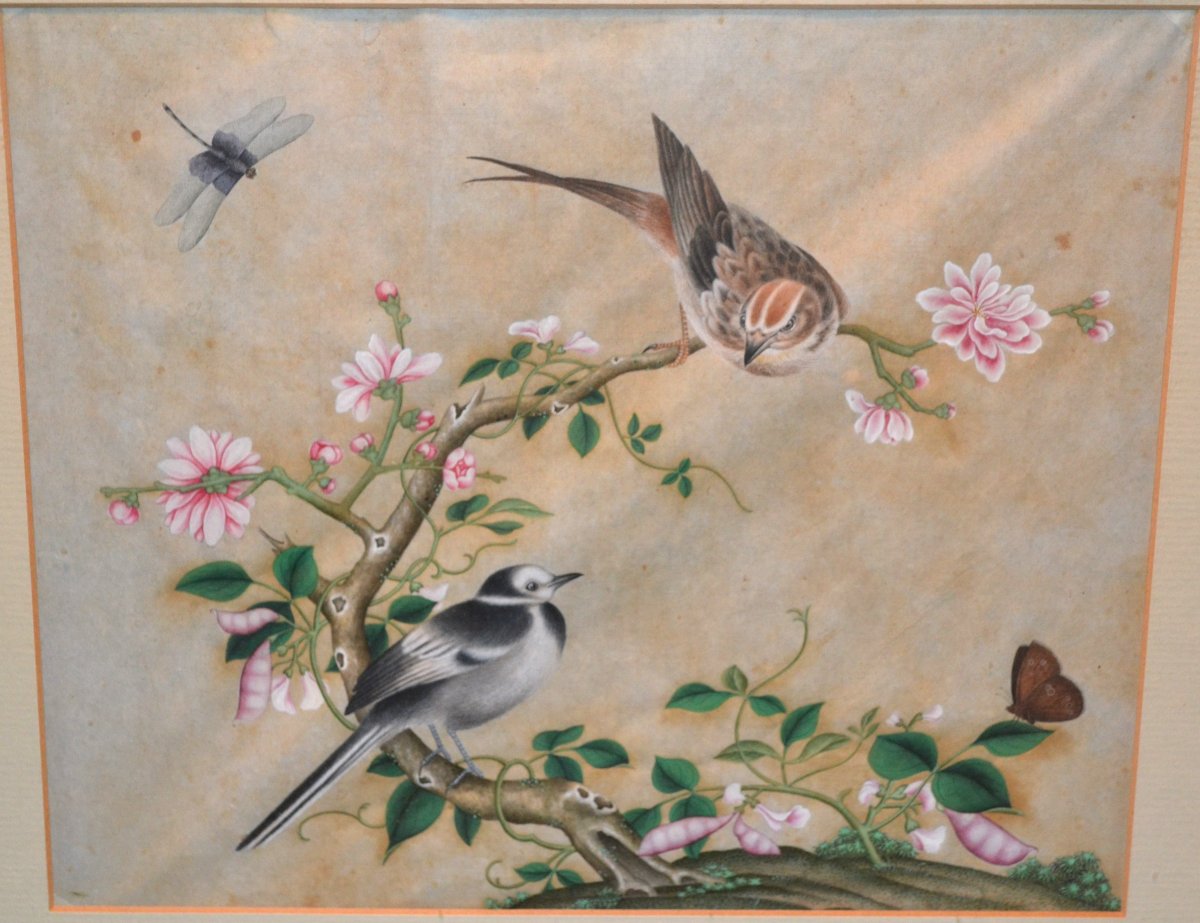 Aquarelle Chinoise représentant des oiseaux, insectes et plantes. Dynastie Qing. 18-19°siècle. -photo-2