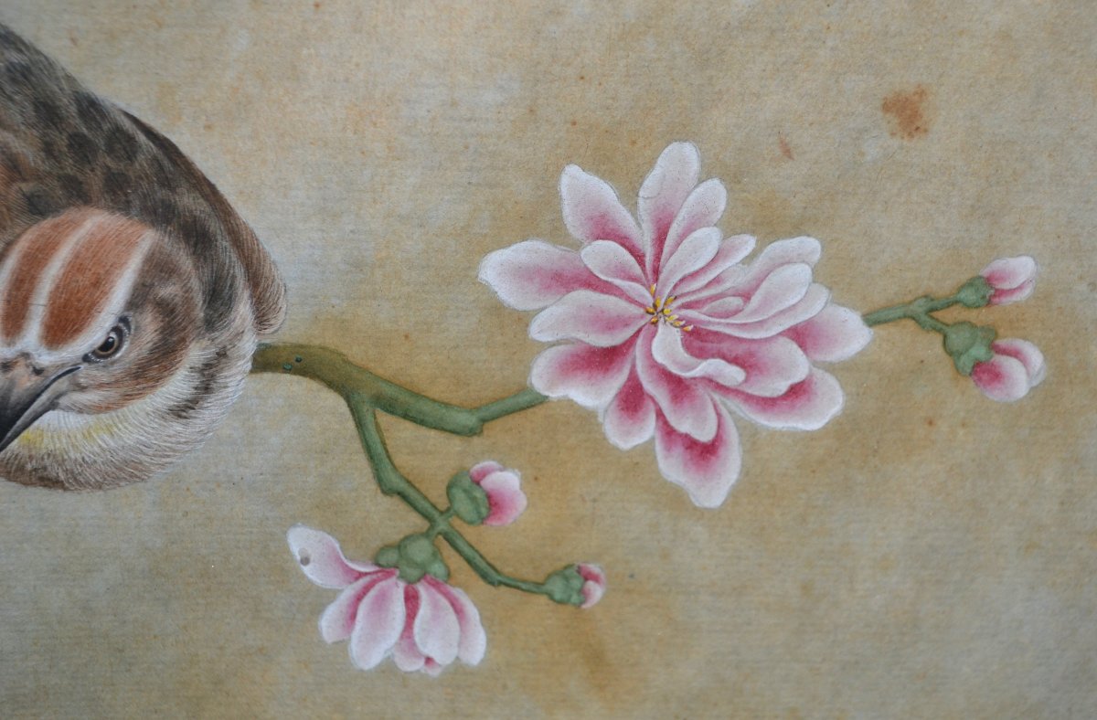 Aquarelle Chinoise représentant des oiseaux, insectes et plantes. Dynastie Qing. 18-19°siècle. -photo-2
