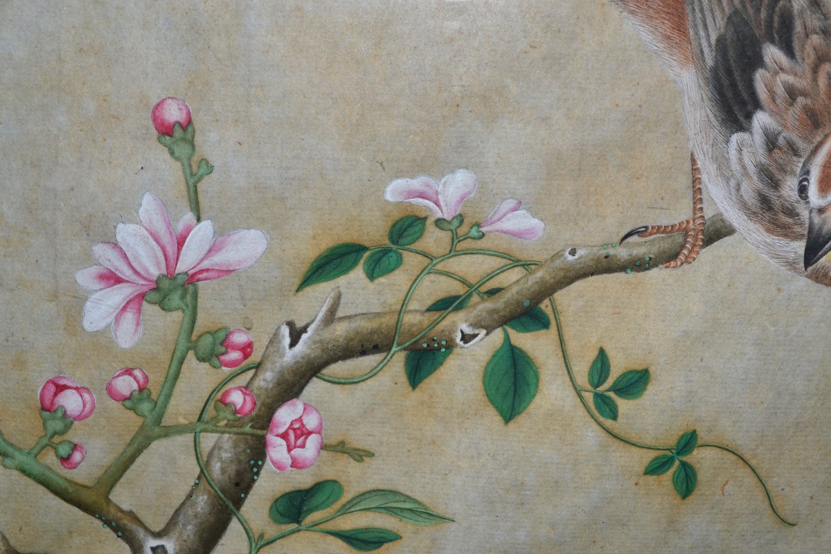 Aquarelle Chinoise représentant des oiseaux, insectes et plantes. Dynastie Qing. 18-19°siècle. -photo-3