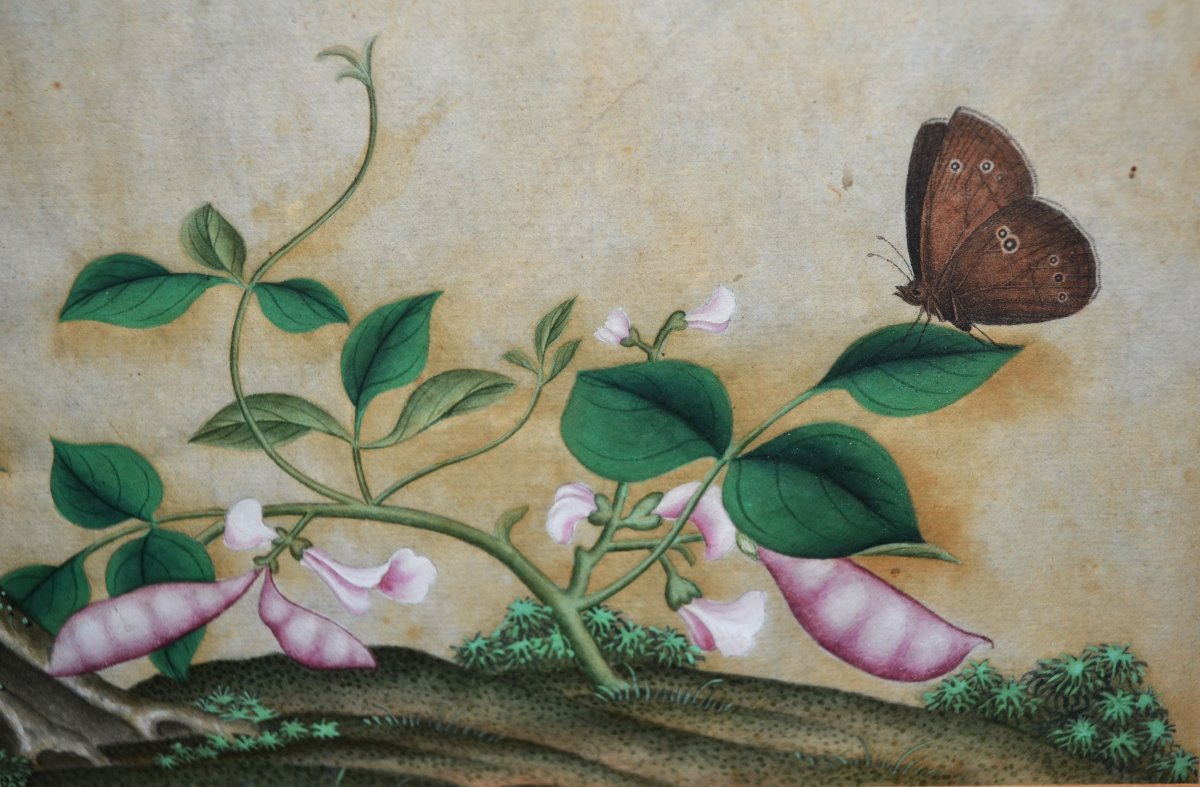 Aquarelle Chinoise représentant des oiseaux, insectes et plantes. Dynastie Qing. 18-19°siècle. -photo-4
