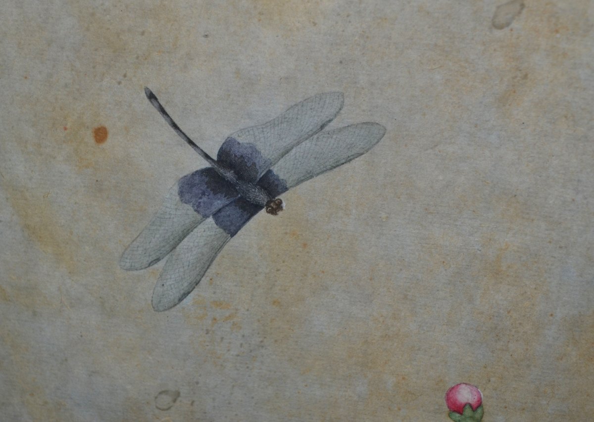 Aquarelle Chinoise représentant des oiseaux, insectes et plantes. Dynastie Qing. 18-19°siècle. -photo-5
