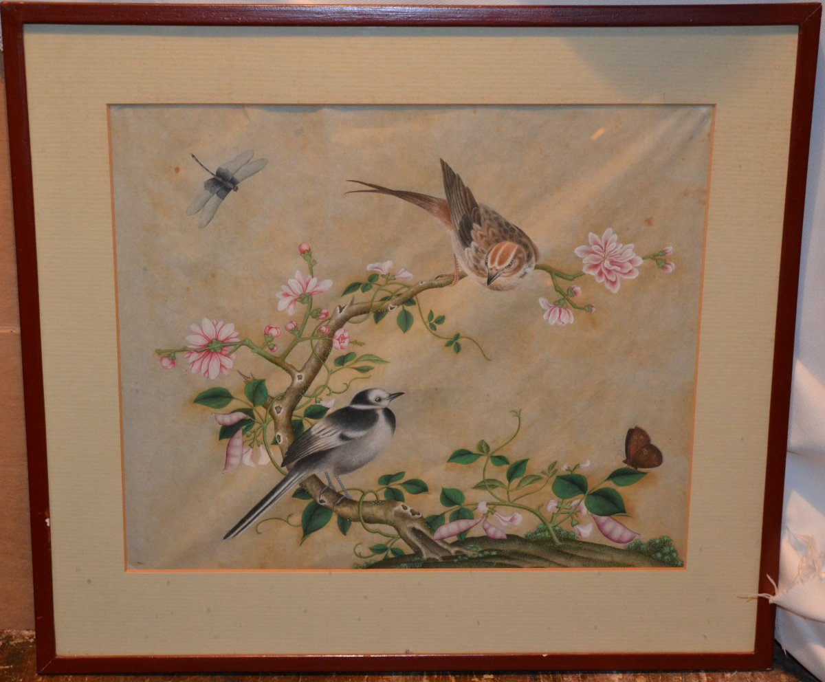 Aquarelle Chinoise représentant des oiseaux, insectes et plantes. Dynastie Qing. 18-19°siècle. -photo-7