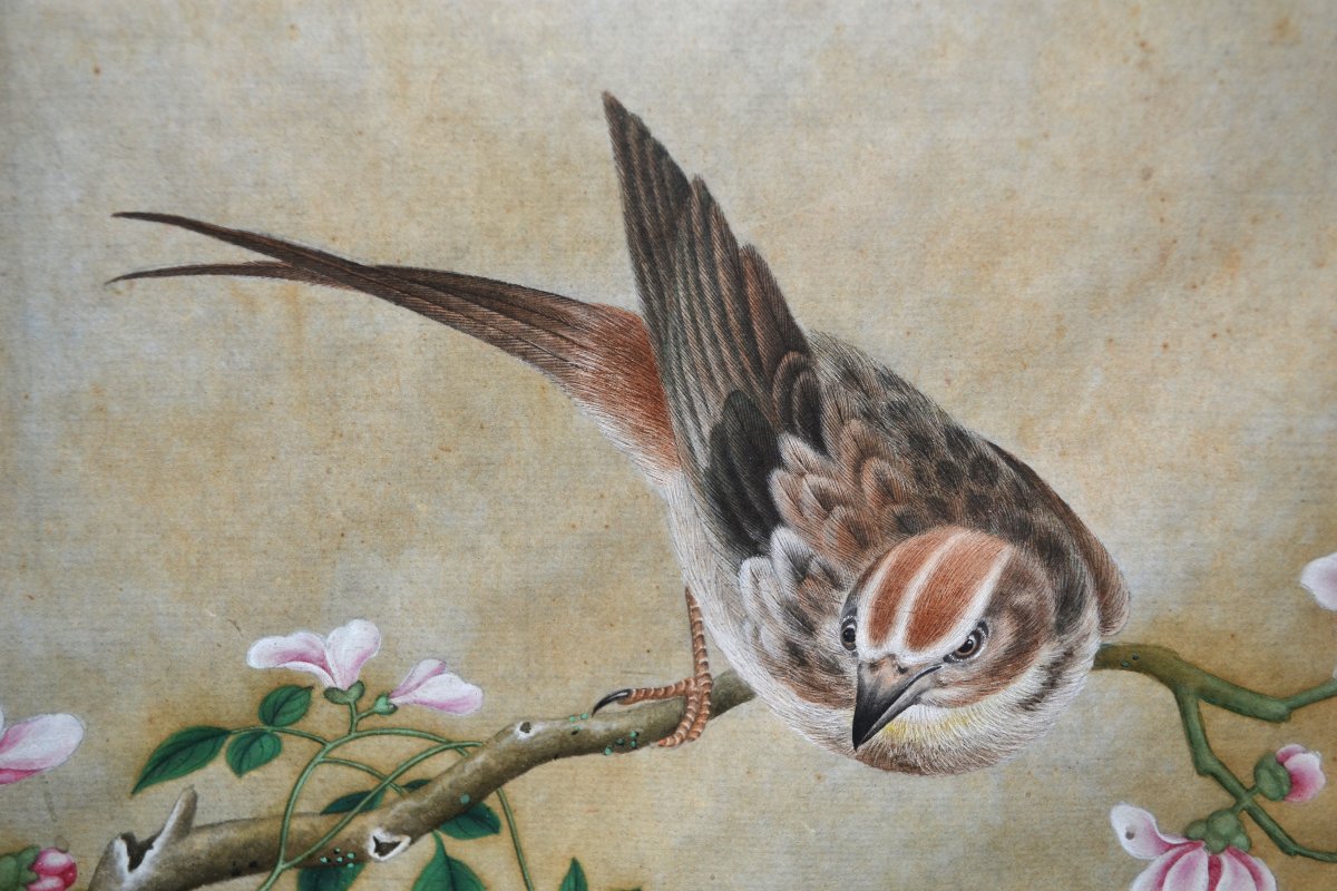 Aquarelle Chinoise représentant des oiseaux, insectes et plantes. Dynastie Qing. 18-19°siècle. 