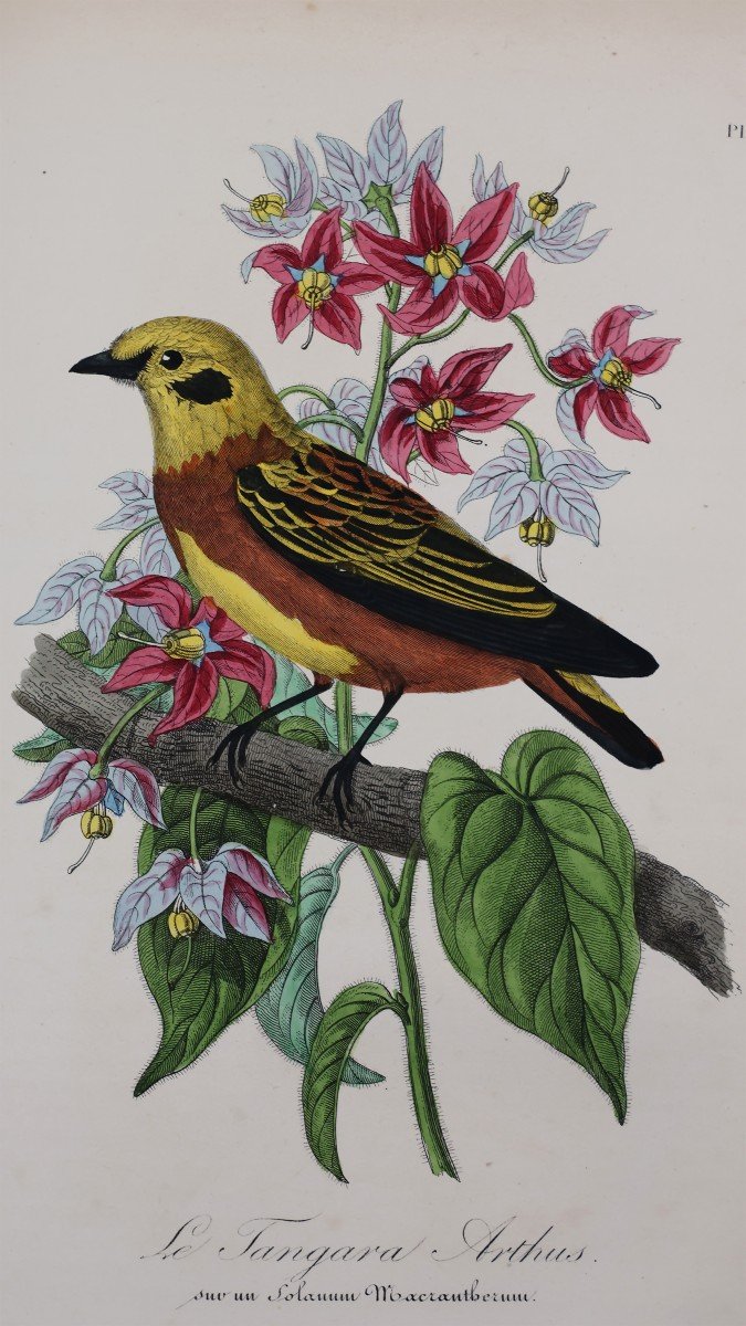 Le Maout. Gervais. M.P. - A. Cap. Les Trois Règnes De La Nature. Paris, Curmer, 1852-55-photo-2