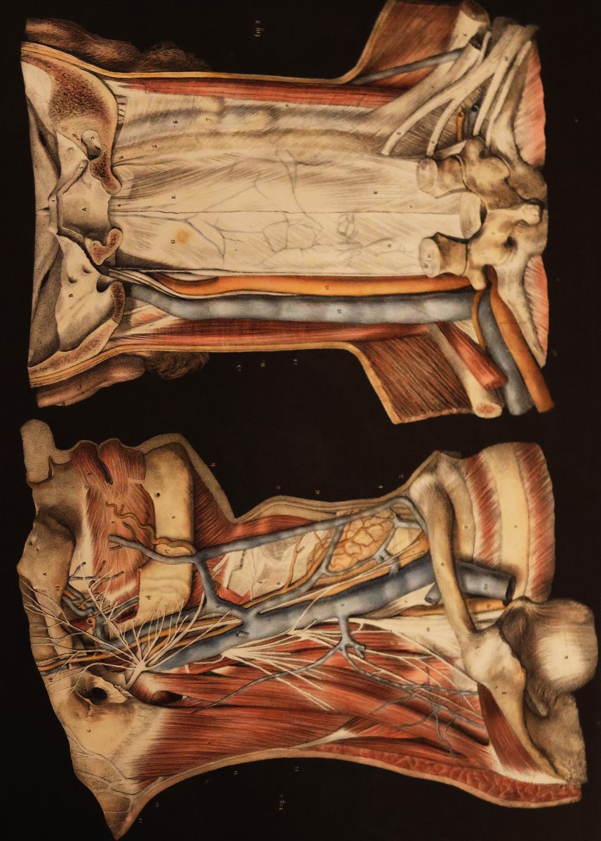 Traité Complet De l'Anatomie De l'Homme.. Dr Jean-marc Bourgery, Paris Par L. Guérin. 1866-1867-photo-4