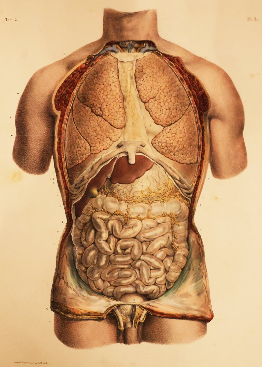 Traité Complet De l'Anatomie De l'Homme.. Dr Jean-marc Bourgery, Paris Par L. Guérin. 1866-1867-photo-4