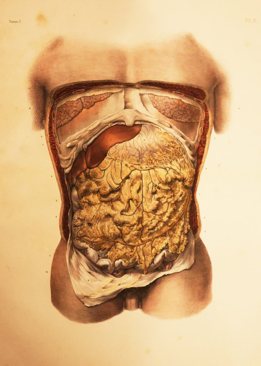 Traité Complet De l'Anatomie De l'Homme.. Dr Jean-marc Bourgery, Paris Par L. Guérin. 1866-1867-photo-6