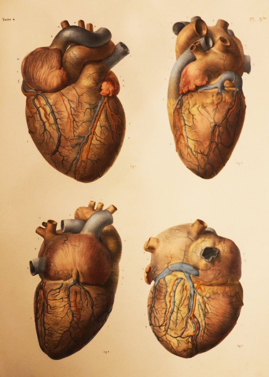 Traité Complet De l'Anatomie De l'Homme.. Dr Jean-marc Bourgery, Paris Par L. Guérin. 1866-1867-photo-7