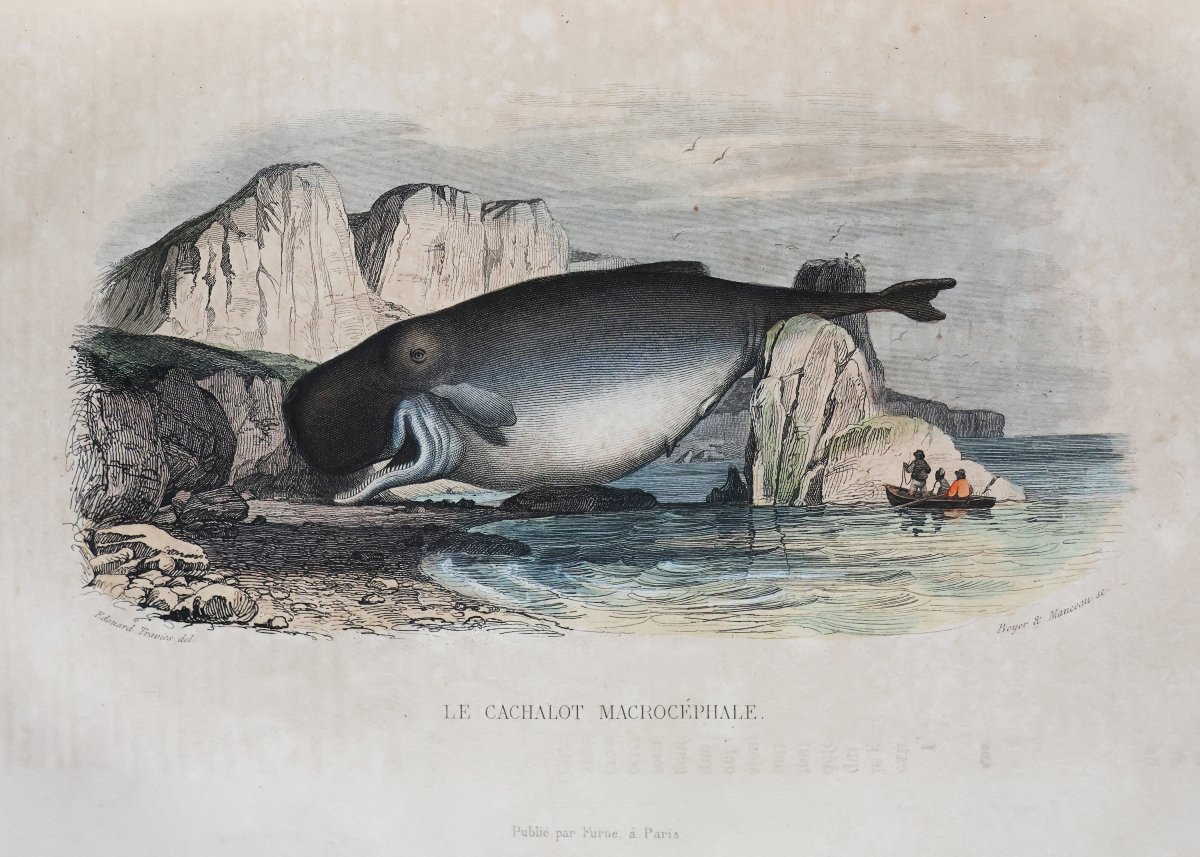 Buffon. Œuvres complètes.. Cuvier. Histoire Naturelle de Lacepède. Paris, Furne. 1839-1841-photo-4