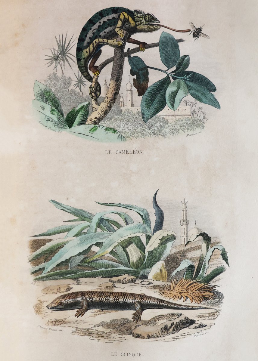 Buffon. Œuvres complètes.. Cuvier. Histoire Naturelle de Lacepède. Paris, Furne. 1839-1841-photo-1