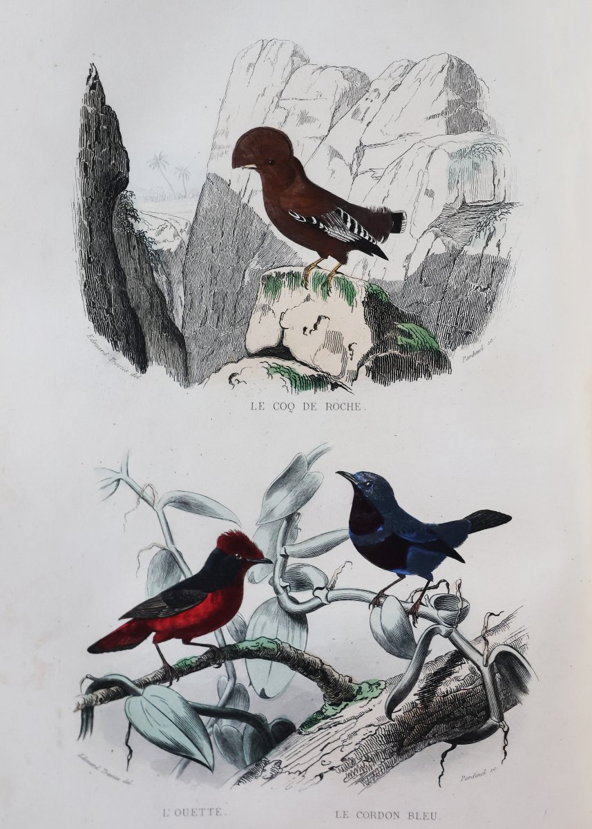 Buffon. Œuvres complètes.. Cuvier. Histoire Naturelle de Lacepède. Paris, Furne. 1839-1841-photo-3
