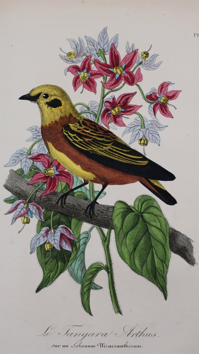 Le Maout. Les Trois Règnes De La Nature. Paris, Curmer, 1852-54-photo-3