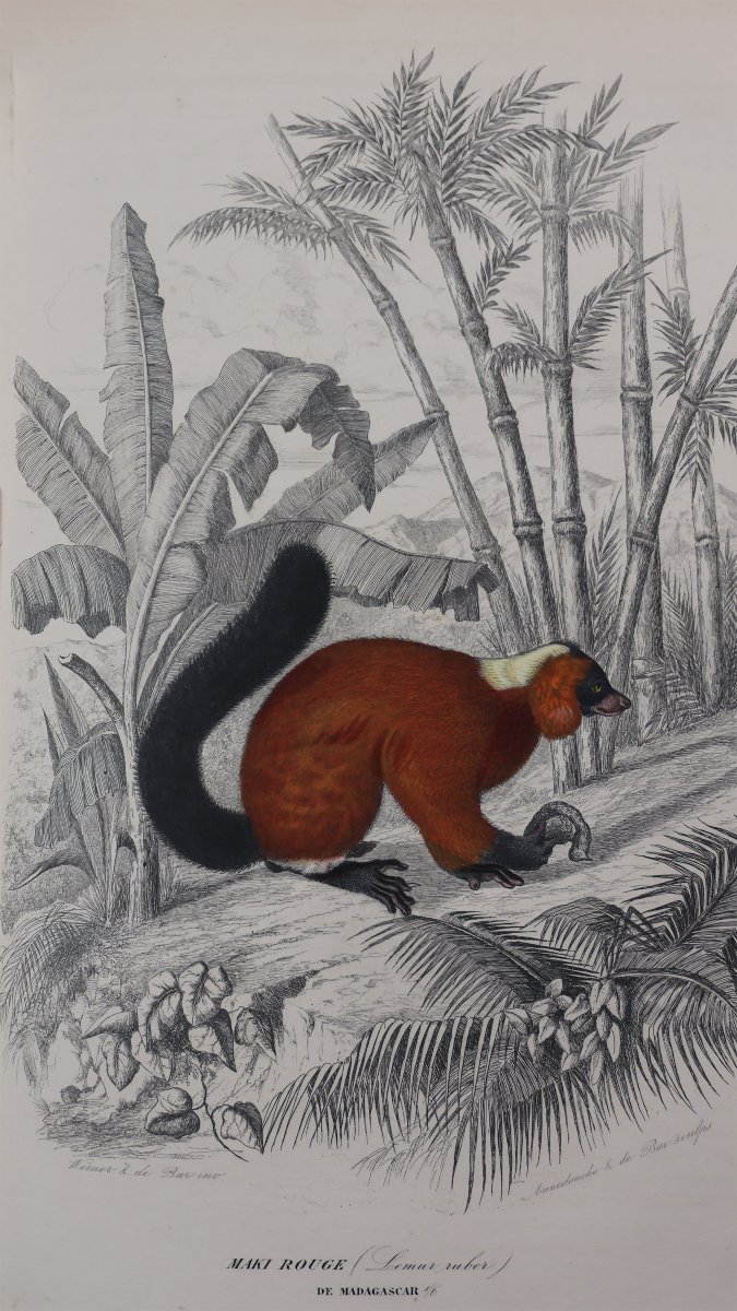 Le Maout. Les Trois Règnes De La Nature. Paris, Curmer, 1852-54-photo-4