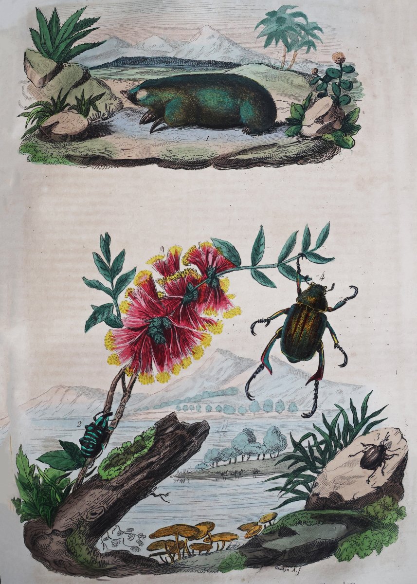 Guerin F.-E.. Dictionnaire pittoresque d'histoire naturelle.. Paris, 1833-39-photo-1