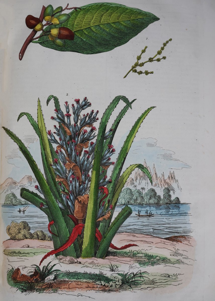 Guerin F.-E.. Dictionnaire pittoresque d'histoire naturelle.. Paris, 1833-39-photo-2