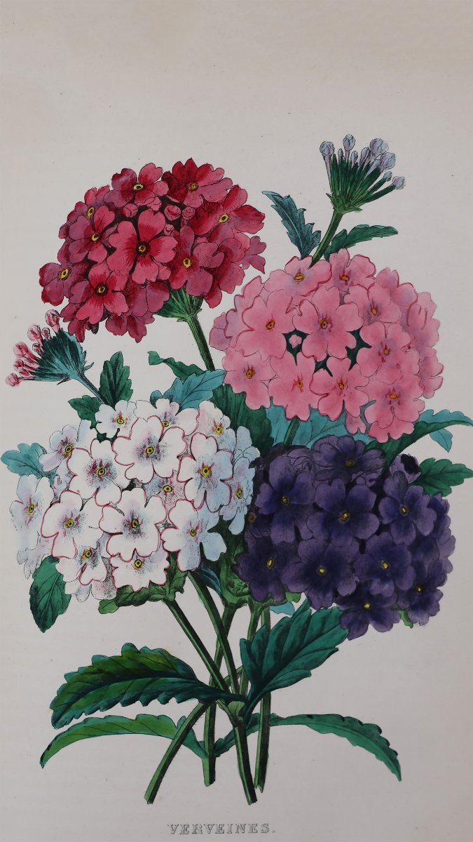 Le Maout. Les Trois Règnes De La Nature. Paris, Curmer, 1852-54-photo-1