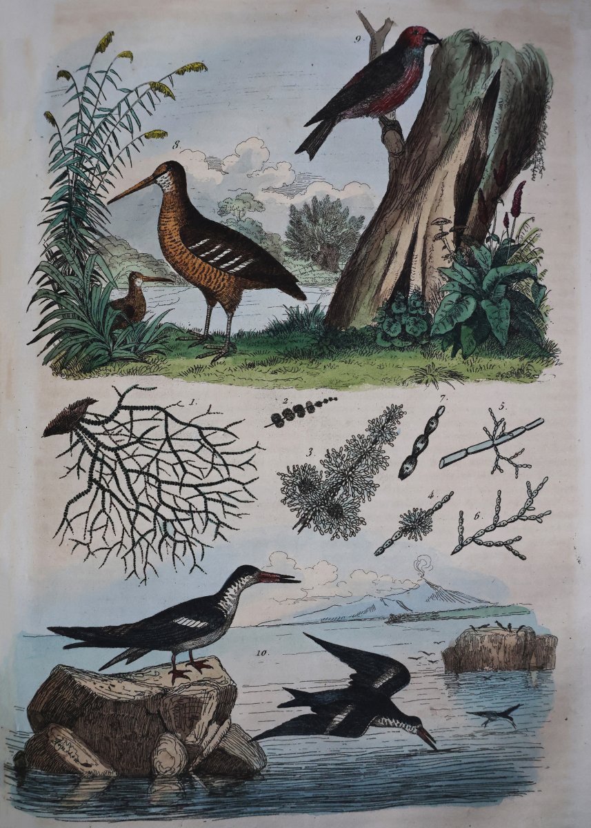 Guerin F.-E.. Dictionnaire pittoresque d'histoire naturelle.. Paris, 1833-photo-3