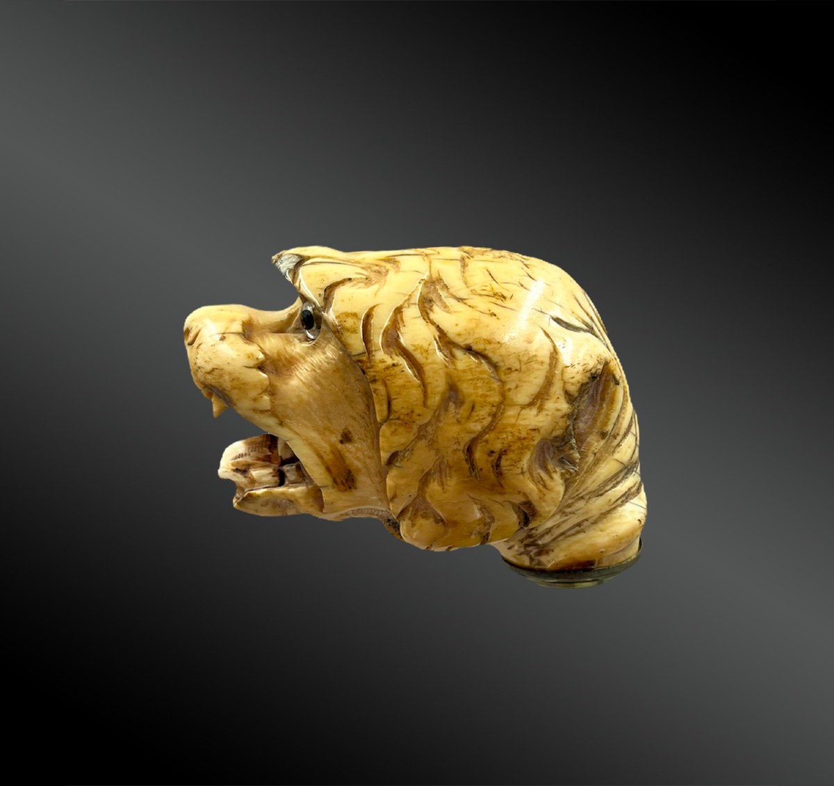 Cane Pommel With A Dog's Head - France - Late 19th Century-photo-3
