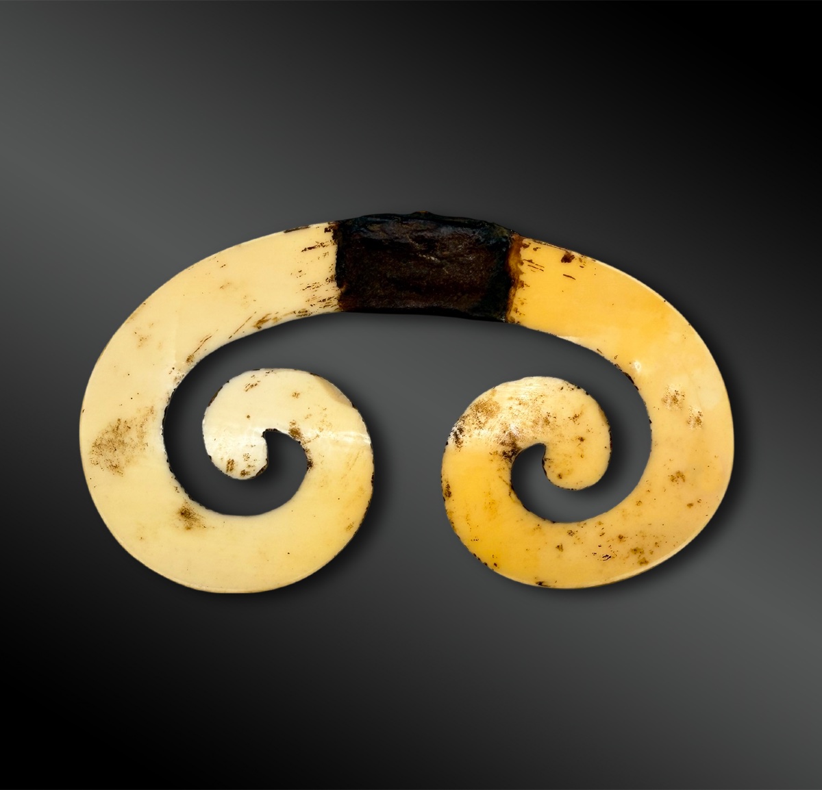 Nose Ornament Called Bipane - Asmat Culture, Papua New Guinea - First Half Of The 20th Century -photo-4