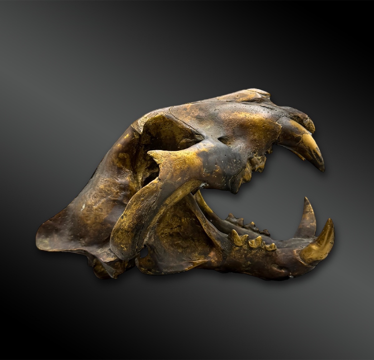 Tiger Skull - Europe - 20th Century-photo-2