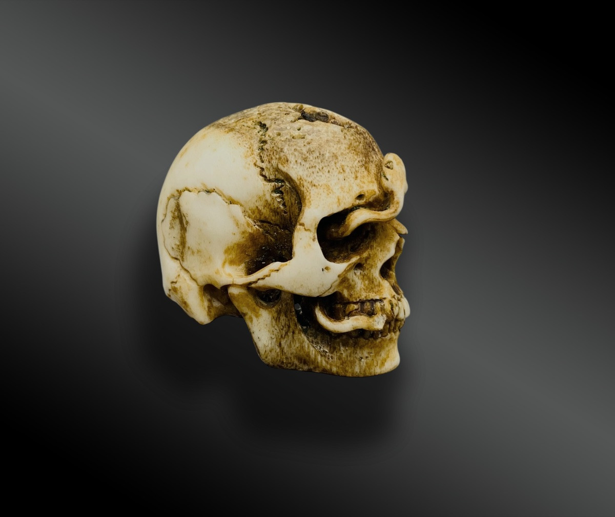 MEMENTO MORI – CRÂNE AU SERPENT- VANITÉ-photo-3